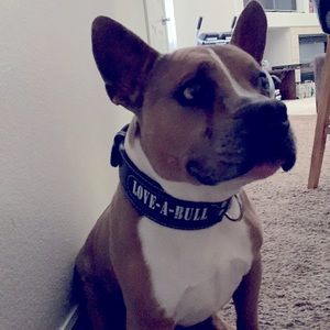 Leather LOVE-A-BULL dog collar XL